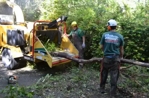 tree services Alachua